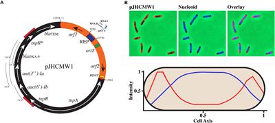 Bacteria carrying a plasmid with an antibiotic resistance gene are important in cloning because